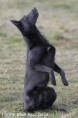 /album/fotogalerie-dogdancing/ebony-blue-asocjcja-dogdancing-jpg/